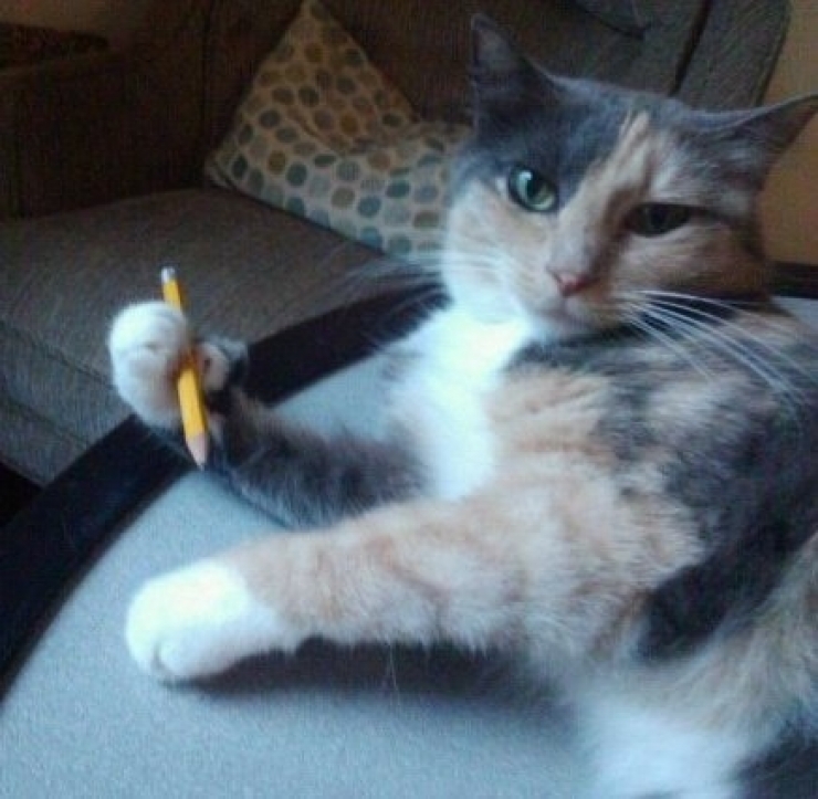 Illustration de l'article : Ces 24 chats qui ne se prennent pas pour des chats sont incroyables !