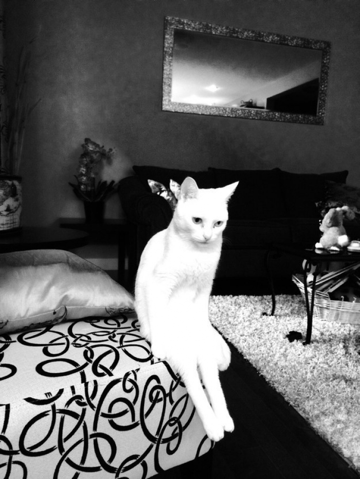 Illustration de l'article : Ces 24 chats qui ne se prennent pas pour des chats sont incroyables !