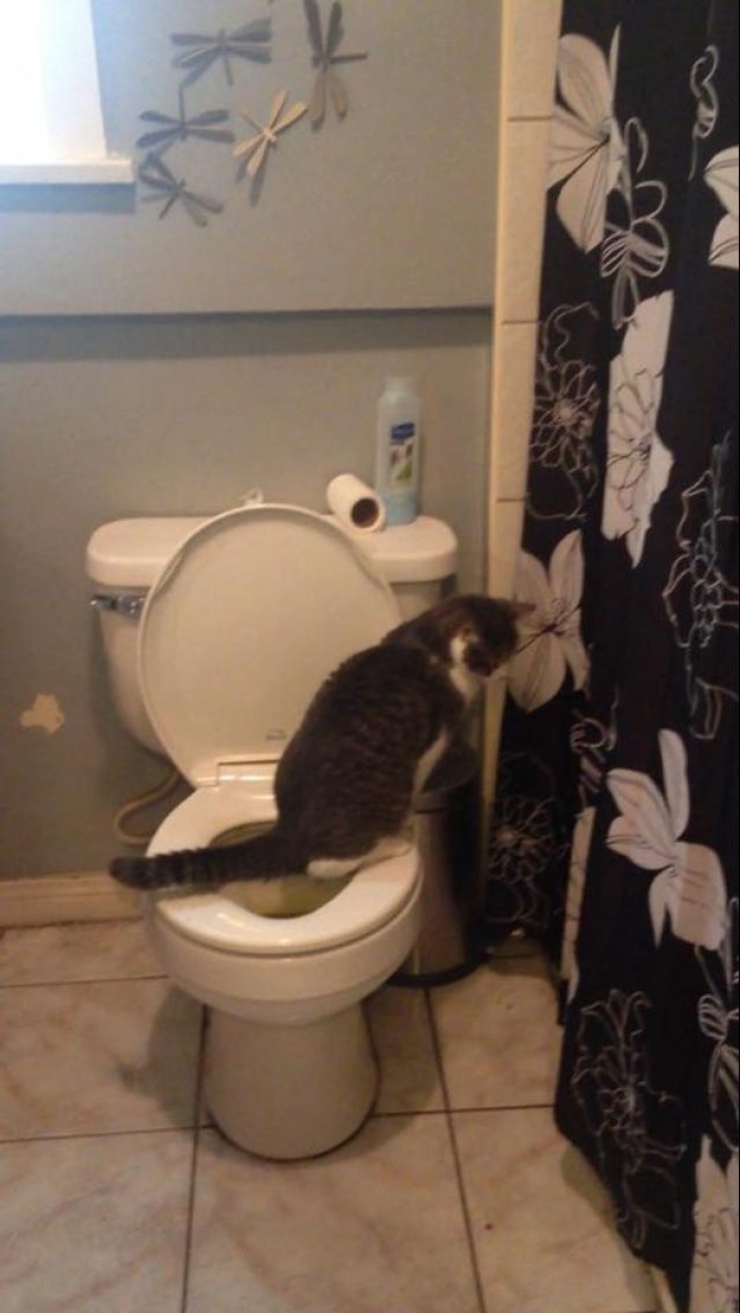 Illustration de l'article : Ces 24 chats qui ne se prennent pas pour des chats sont incroyables !