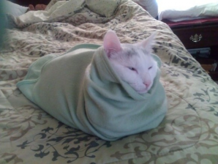 Illustration de l'article : Ces 24 chats qui ne se prennent pas pour des chats sont incroyables !