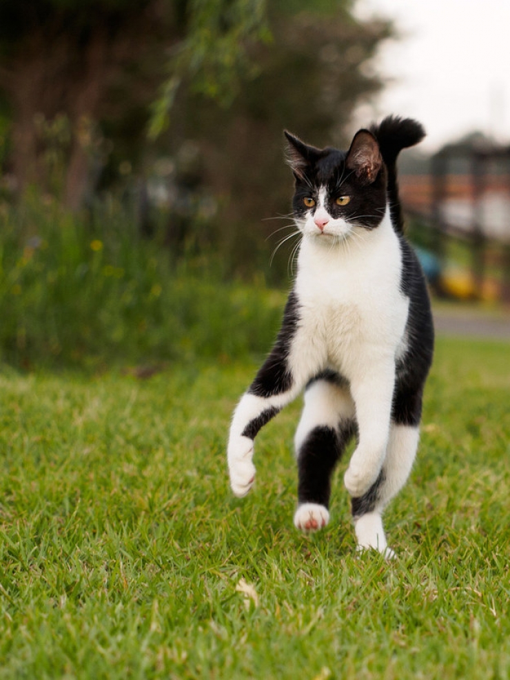 Illustration de l'article : Ces 24 chats qui ne se prennent pas pour des chats sont incroyables !