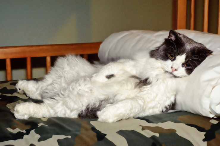 Illustration de l'article : Ces 24 chats qui ne se prennent pas pour des chats sont incroyables !