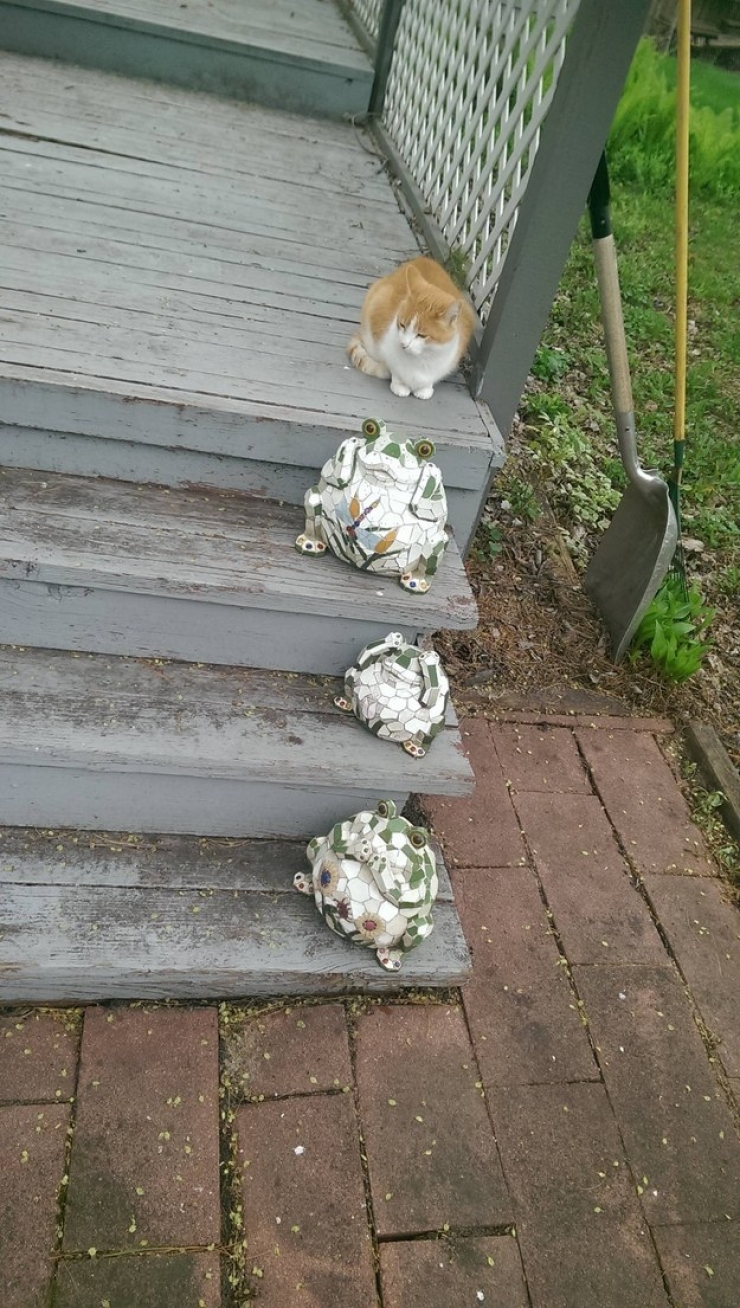 Illustration de l'article : Ces 24 chats qui ne se prennent pas pour des chats sont incroyables !