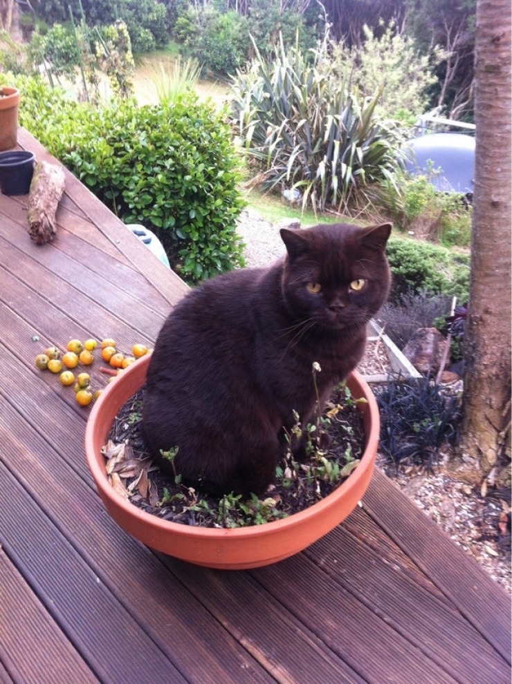 Illustration de l'article : Ces 24 chats qui ne se prennent pas pour des chats sont incroyables !