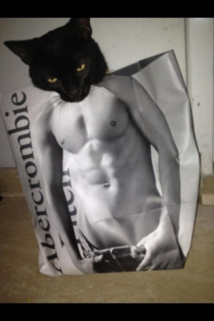 Illustration de l'article : Ces 24 chats qui ne se prennent pas pour des chats sont incroyables !