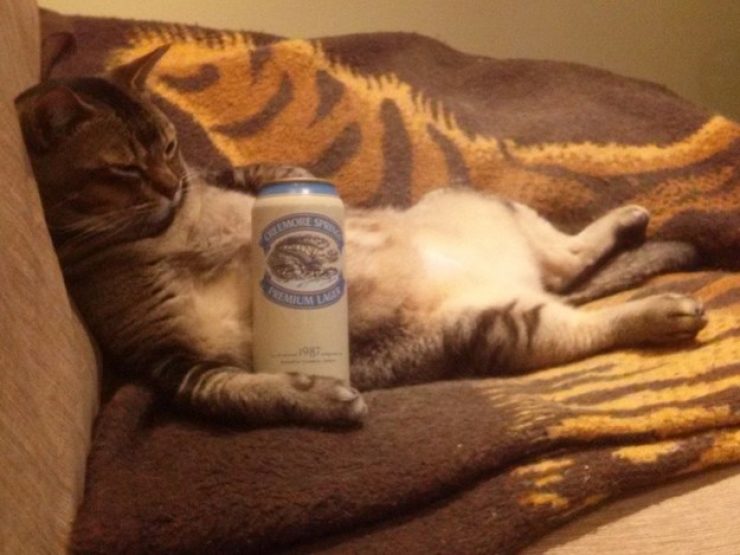 Illustration de l'article : Ces 24 chats qui ne se prennent pas pour des chats sont incroyables !