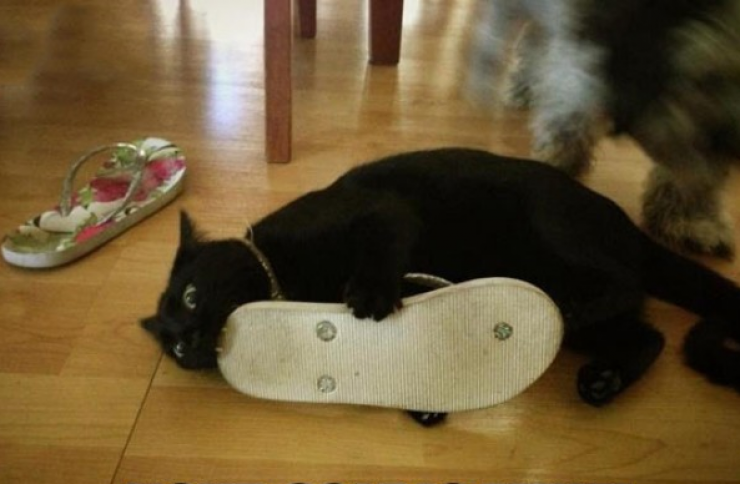 Illustration de l'article : Ces 24 chats qui ne se prennent pas pour des chats sont incroyables !