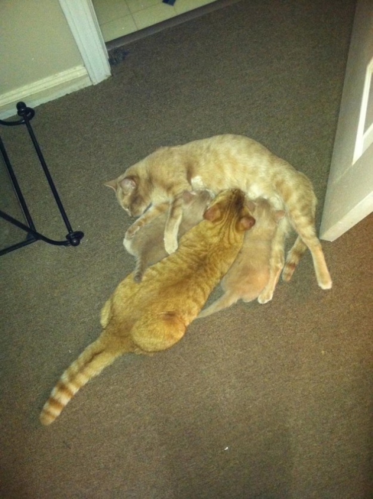 Illustration de l'article : Ces 24 chats qui ne se prennent pas pour des chats sont incroyables !