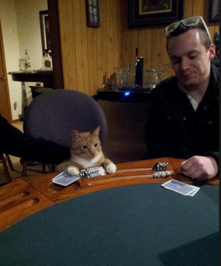 Illustration de l'article : Ces 24 chats qui ne se prennent pas pour des chats sont incroyables !