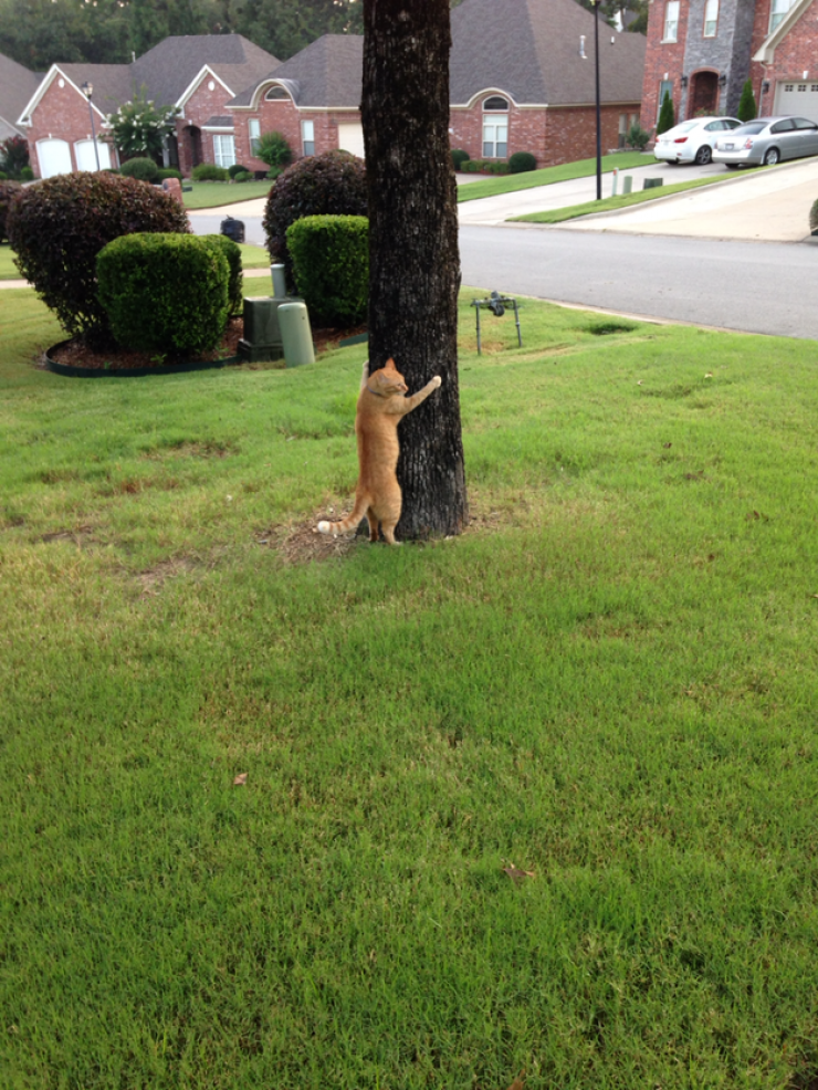 Illustration de l'article : Ces 24 chats qui ne se prennent pas pour des chats sont incroyables !