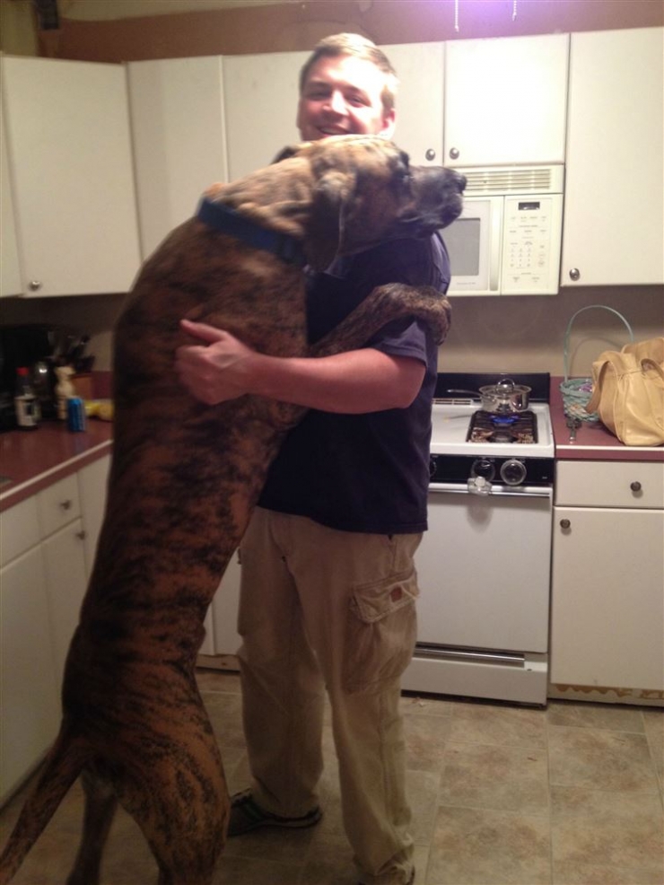 Illustration de l'article : 21 chiens g&eacute;ants qui seront toujours de gros b&eacute;b&eacute;s