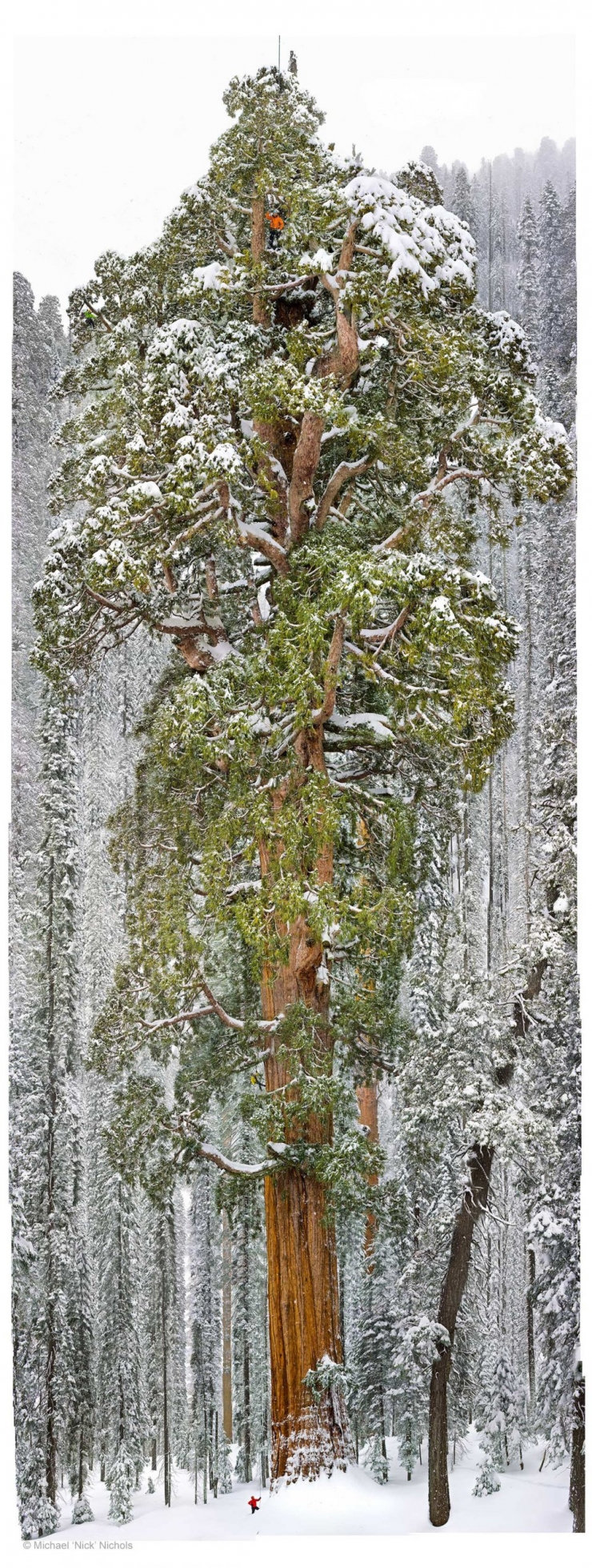 Illustration de l'article : Cet arbre gigantesque de 75 m de haut est le plus ancien s&eacute;quoia vivant au monde