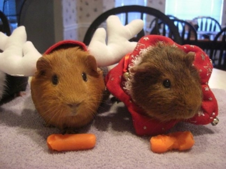 Illustration de l'article : 17 photos de personnes qui sont totalement (voire un peu trop) dans leur trip de No&euml;l