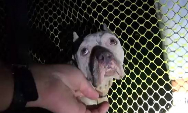 Illustration de l'article : Cette pauvre chienne abandonn&eacute;e avec ses chiots vient d'&ecirc;tre sauv&eacute;e d'une situation terrible! Bravo &agrave; Hope For Paws!