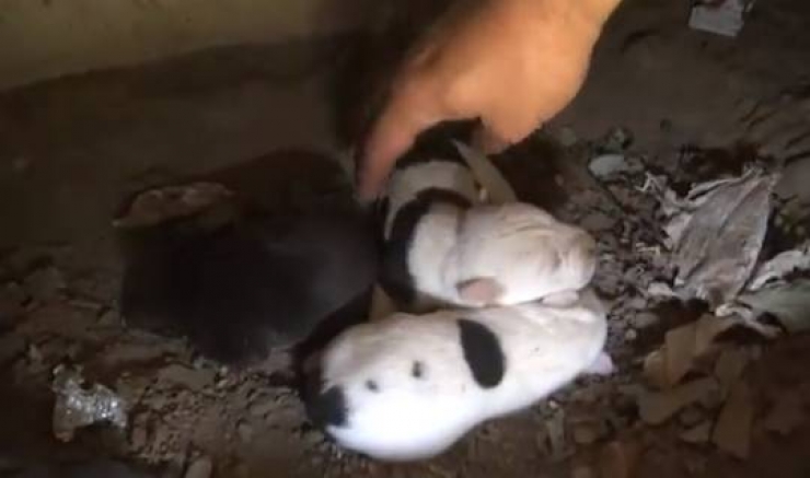 Illustration de l'article : Cette pauvre chienne abandonn&eacute;e avec ses chiots vient d'&ecirc;tre sauv&eacute;e d'une situation terrible! Bravo &agrave; Hope For Paws!