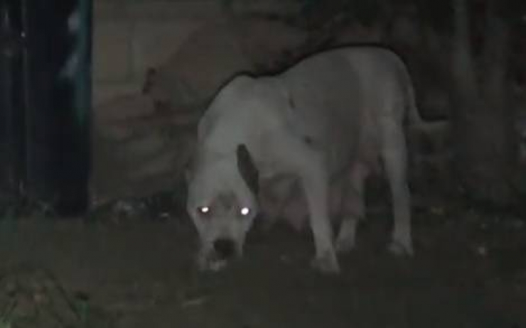 Illustration de l'article : Cette pauvre chienne abandonn&eacute;e avec ses chiots vient d'&ecirc;tre sauv&eacute;e d'une situation terrible! Bravo &agrave; Hope For Paws!