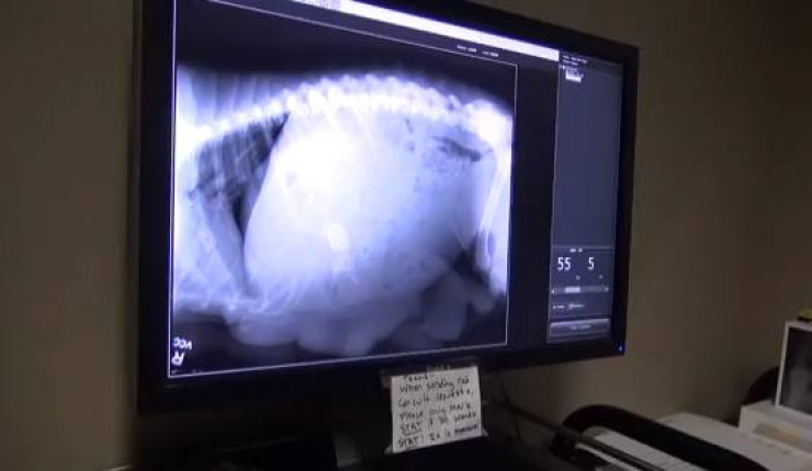 Illustration de l'article : Cette pauvre chienne abandonn&eacute;e avec ses chiots vient d'&ecirc;tre sauv&eacute;e d'une situation terrible! Bravo &agrave; Hope For Paws!