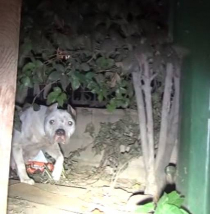 Illustration de l'article : Cette pauvre chienne abandonn&eacute;e avec ses chiots vient d'&ecirc;tre sauv&eacute;e d'une situation terrible! Bravo &agrave; Hope For Paws!