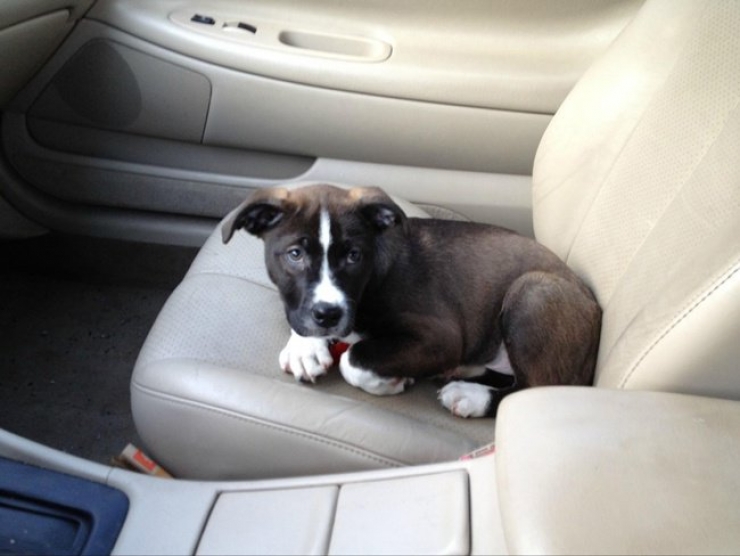 Illustration de l'article : Ces 20 chiens recueillis aupr&egrave;s de refuges sont en route pour leur nouvelle vie