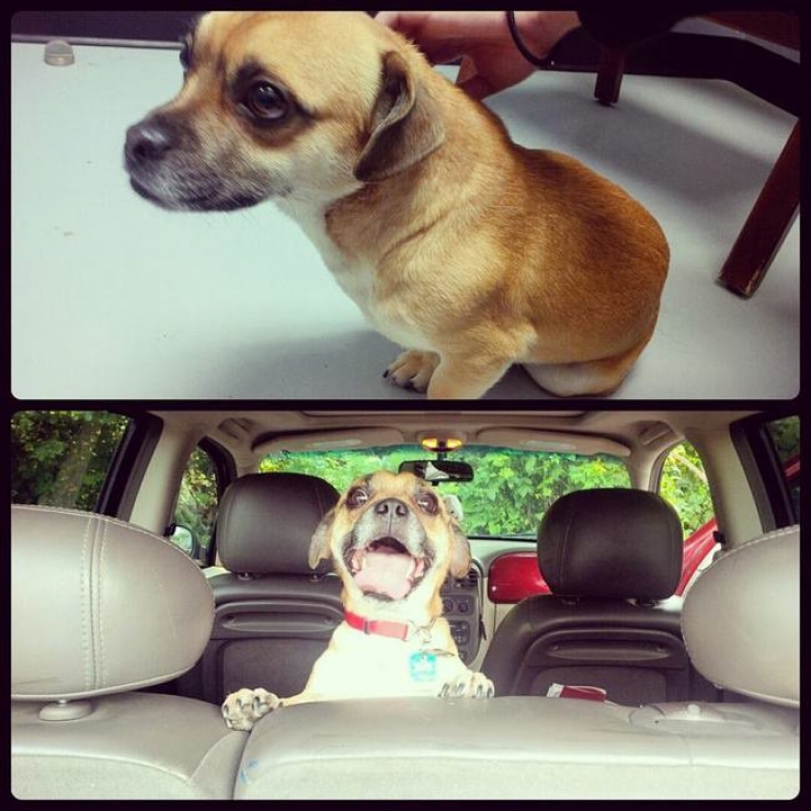 Illustration de l'article : Ces 20 chiens recueillis aupr&egrave;s de refuges sont en route pour leur nouvelle vie