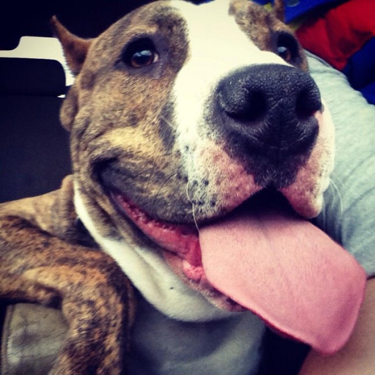 Illustration de l'article : Ces 20 chiens recueillis aupr&egrave;s de refuges sont en route pour leur nouvelle vie