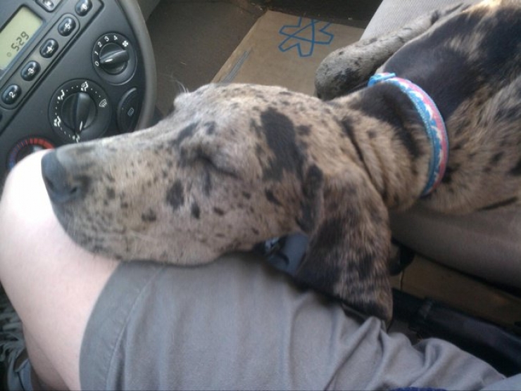 Illustration de l'article : Ces 20 chiens recueillis aupr&egrave;s de refuges sont en route pour leur nouvelle vie