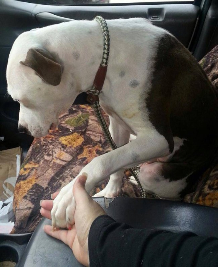 Illustration de l'article : Ces 20 chiens recueillis aupr&egrave;s de refuges sont en route pour leur nouvelle vie