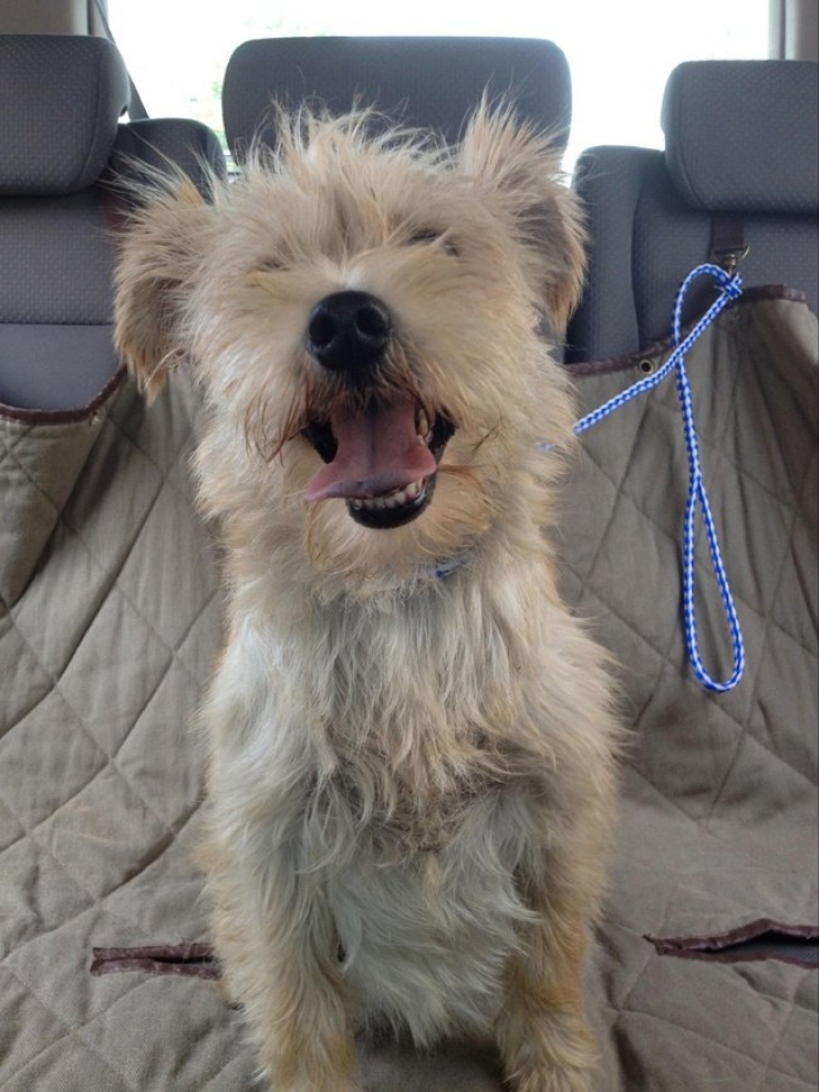 Illustration de l'article : Ces 20 chiens recueillis aupr&egrave;s de refuges sont en route pour leur nouvelle vie