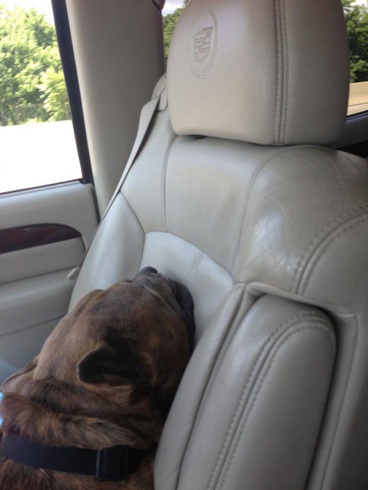 Illustration de l'article : Ces 20 chiens recueillis aupr&egrave;s de refuges sont en route pour leur nouvelle vie