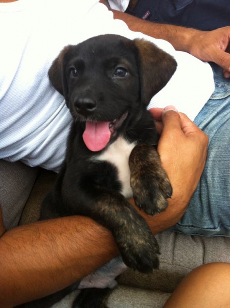 Illustration de l'article : Ces 20 chiens recueillis aupr&egrave;s de refuges sont en route pour leur nouvelle vie