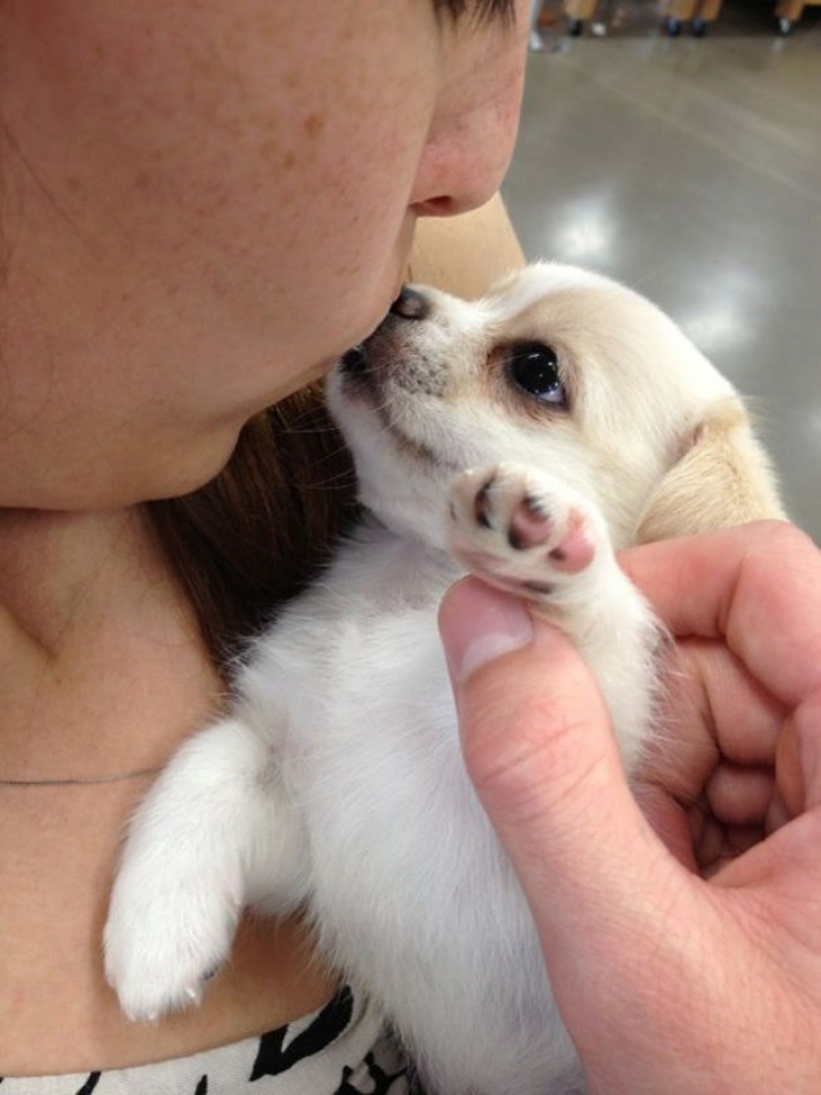 Illustration de l'article : Ces 20 chiens recueillis aupr&egrave;s de refuges sont en route pour leur nouvelle vie