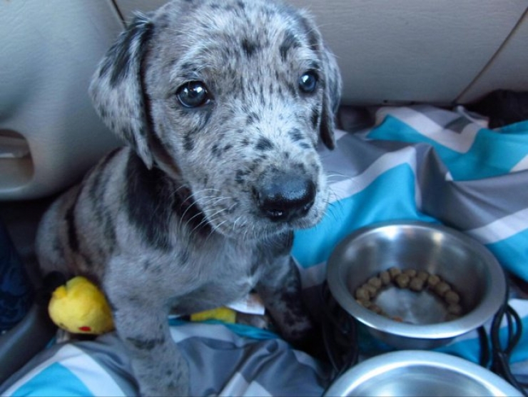 Illustration de l'article : Ces 20 chiens recueillis aupr&egrave;s de refuges sont en route pour leur nouvelle vie