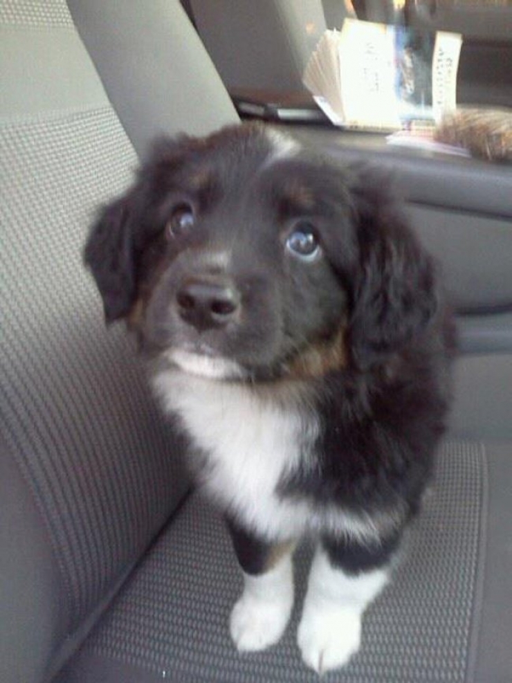 Illustration de l'article : Ces 20 chiens recueillis aupr&egrave;s de refuges sont en route pour leur nouvelle vie