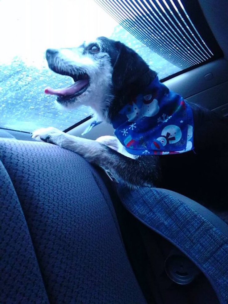 Illustration de l'article : Ces 20 chiens recueillis aupr&egrave;s de refuges sont en route pour leur nouvelle vie