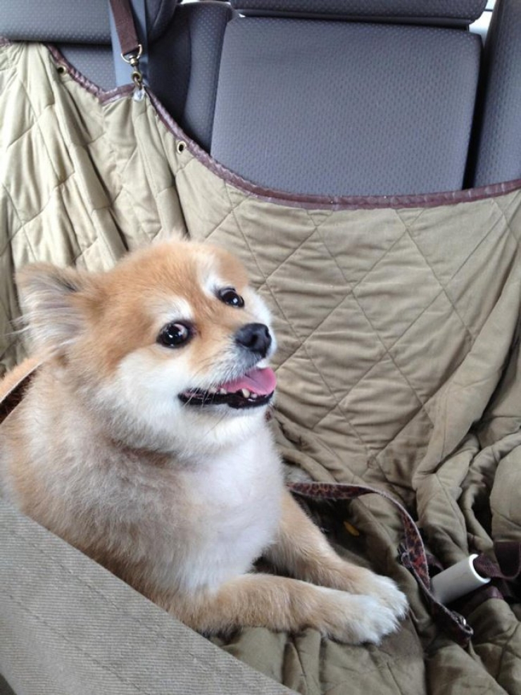 Illustration de l'article : Ces 20 chiens recueillis aupr&egrave;s de refuges sont en route pour leur nouvelle vie