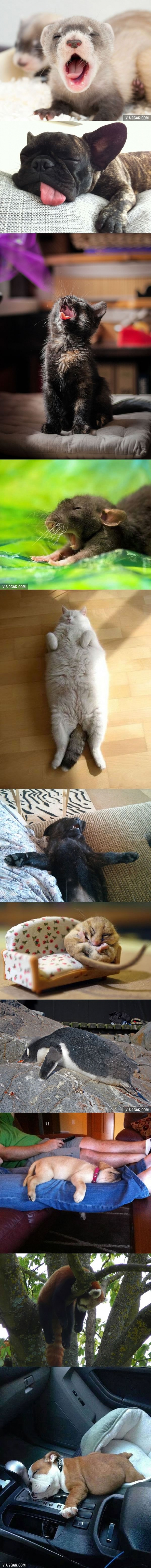 Illustration de l'article : Cute: Ces 11 animaux gourmands m&eacute;ritent bien leur sieste!