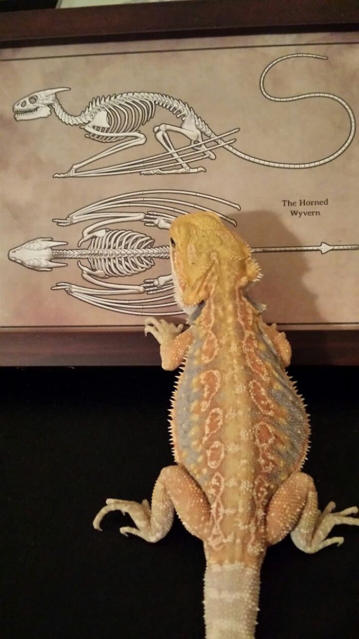 Illustration de l'article : 21 photos qui prouvent que les reptiles aussi savent se montrer sympathiques