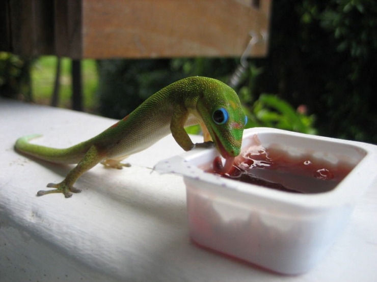 Illustration de l'article : 21 photos qui prouvent que les reptiles aussi savent se montrer sympathiques