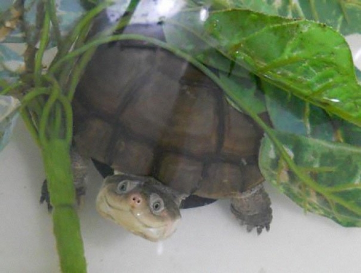 Illustration de l'article : 21 photos qui prouvent que les reptiles aussi savent se montrer sympathiques