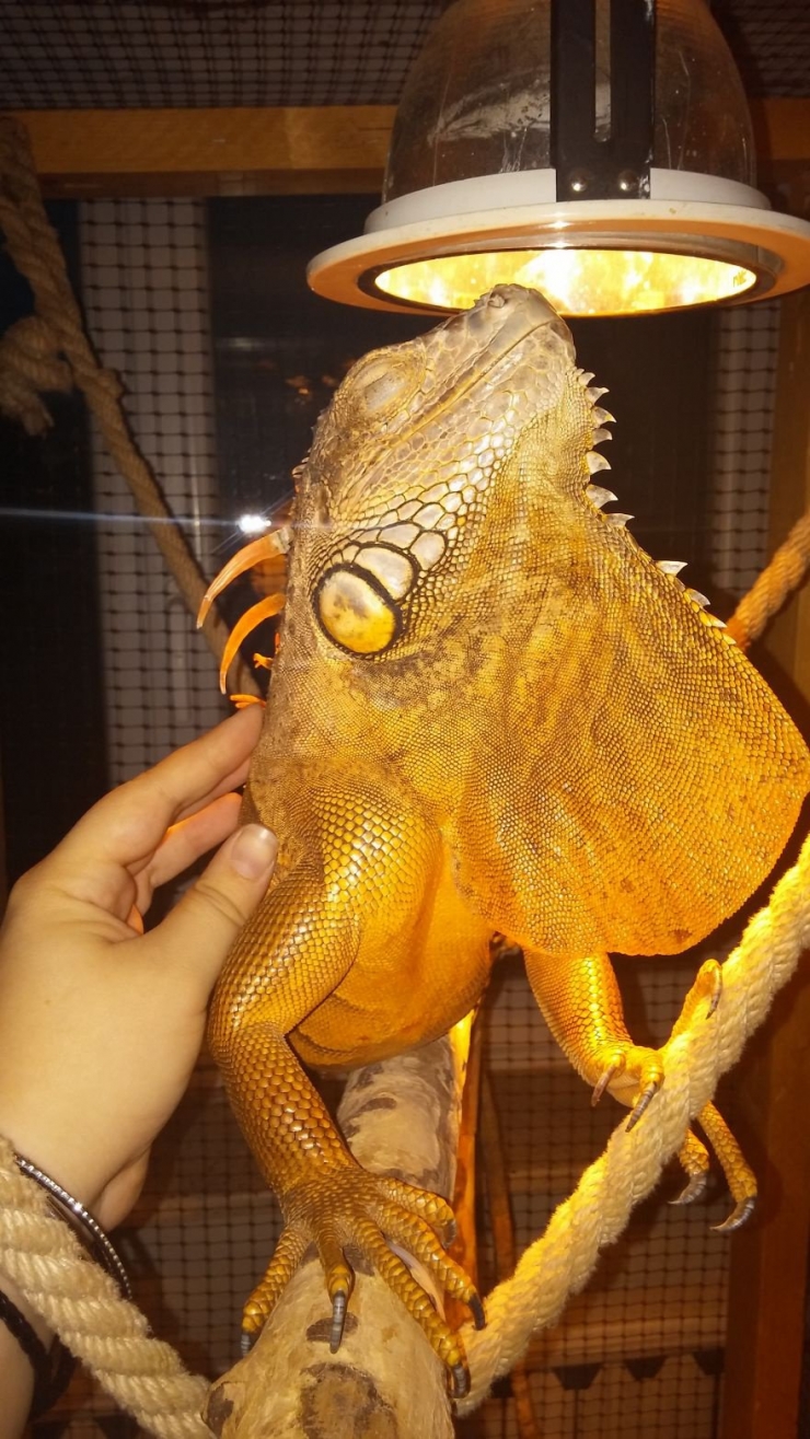 Illustration de l'article : 21 photos qui prouvent que les reptiles aussi savent se montrer sympathiques