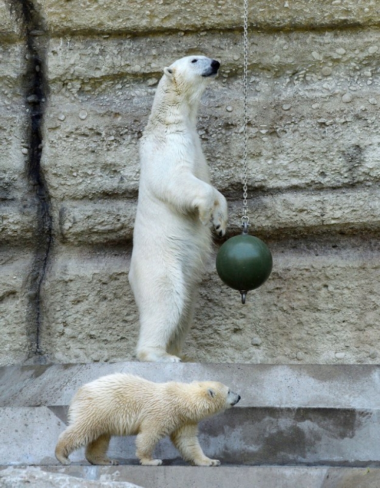 Illustration de l'article : 20 photos qui prouvent que les ours polaires peuvent &ecirc;tre d'adorables nounours eux aussi