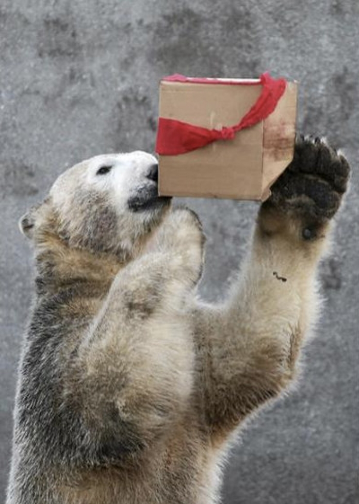 Illustration de l'article : 20 photos qui prouvent que les ours polaires peuvent &ecirc;tre d'adorables nounours eux aussi