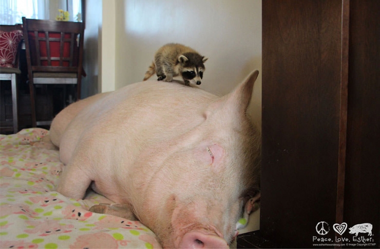 Illustration de l'article : Ce couple pensait avoir adopt&eacute; un cochon nain! 2 ans plus tard il fait 300Kg...