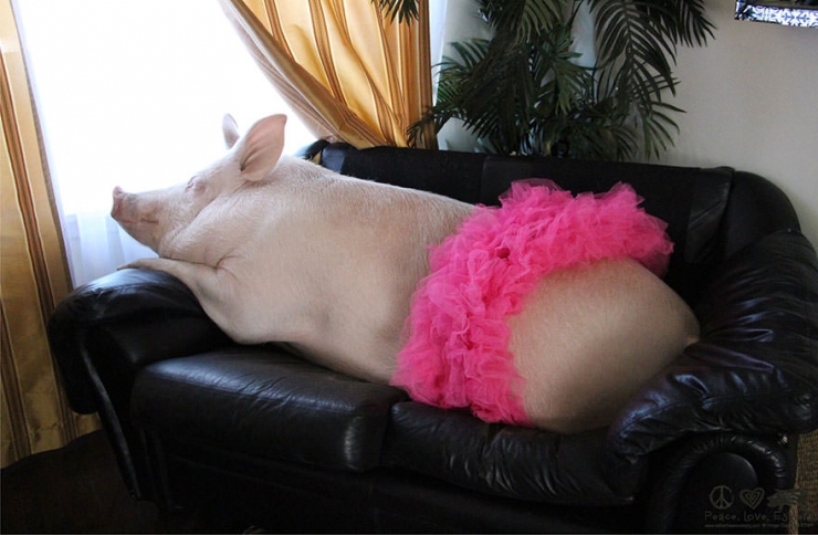 Illustration de l'article : Ce couple pensait avoir adopt&eacute; un cochon nain! 2 ans plus tard il fait 300Kg...