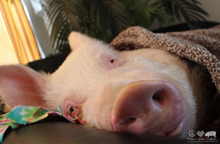 Illustration de l'article : Ce couple pensait avoir adopt&eacute; un cochon nain! 2 ans plus tard il fait 300Kg...