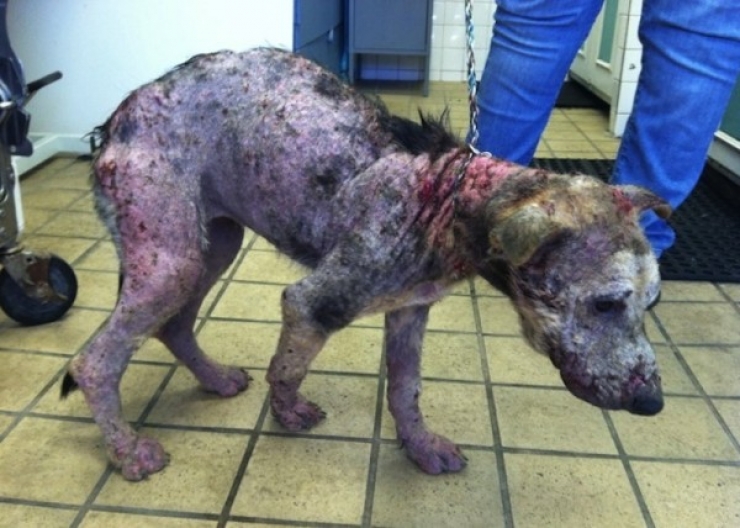 Illustration de l'article : L'incroyable transformation d'un pauvre chien abandonn&eacute; &agrave; seulement 6 mois!