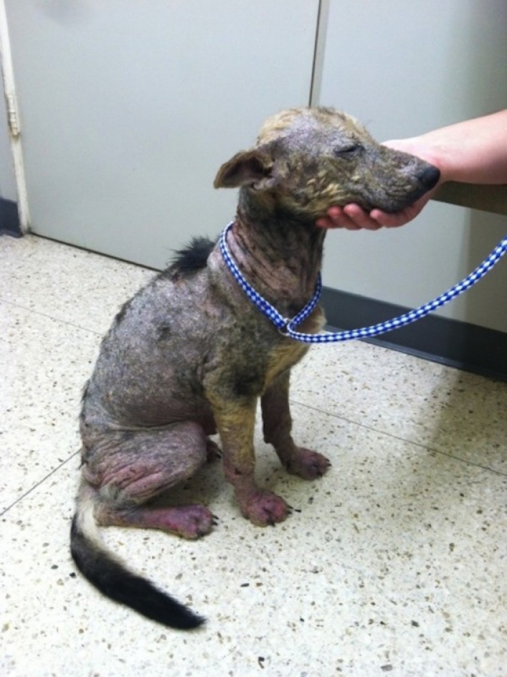 Illustration de l'article : L'incroyable transformation d'un pauvre chien abandonn&eacute; &agrave; seulement 6 mois!