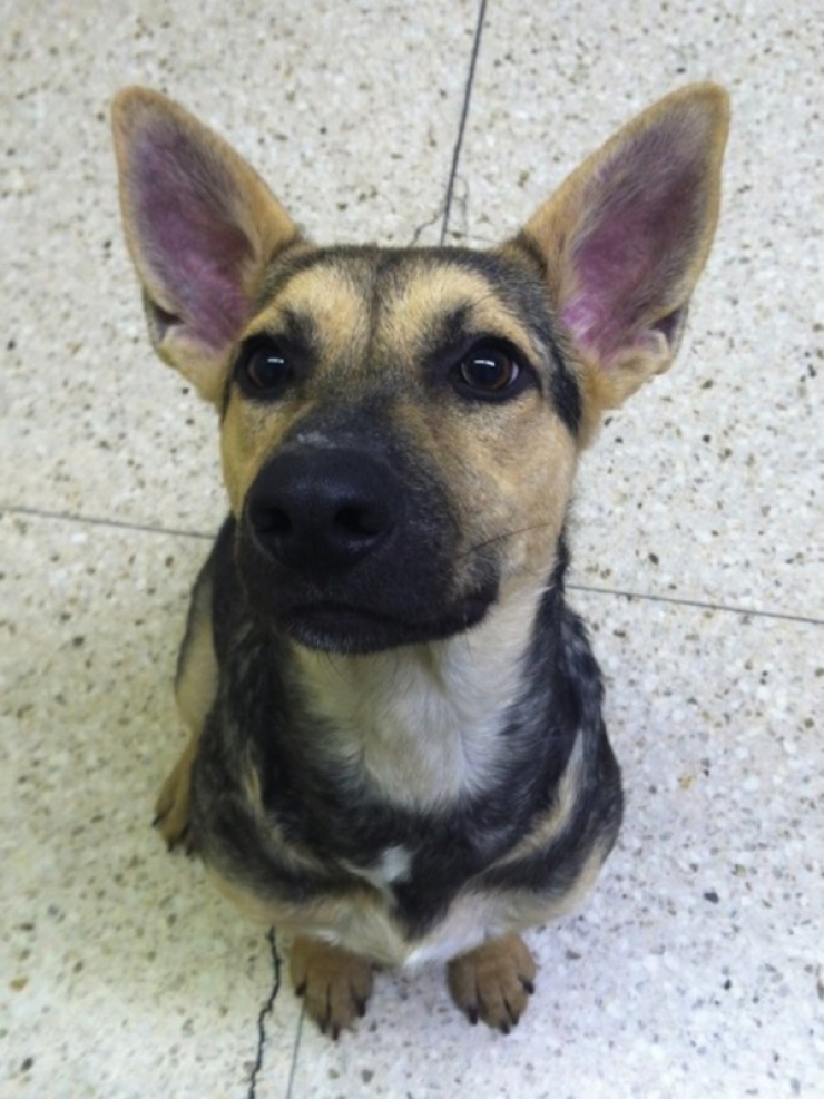 Illustration de l'article : L'incroyable transformation d'un pauvre chien abandonn&eacute; &agrave; seulement 6 mois!