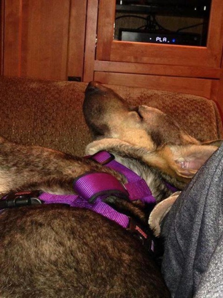 Illustration de l'article : L'incroyable transformation d'un pauvre chien abandonn&eacute; &agrave; seulement 6 mois!