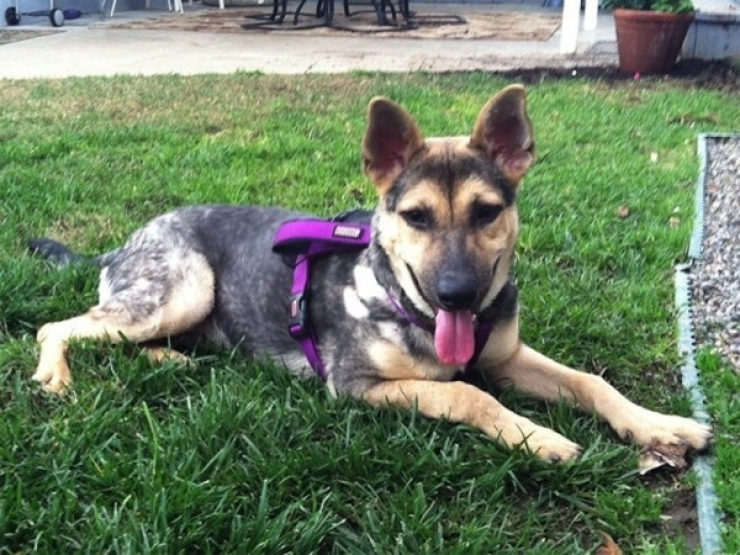 Illustration de l'article : L'incroyable transformation d'un pauvre chien abandonn&eacute; &agrave; seulement 6 mois!